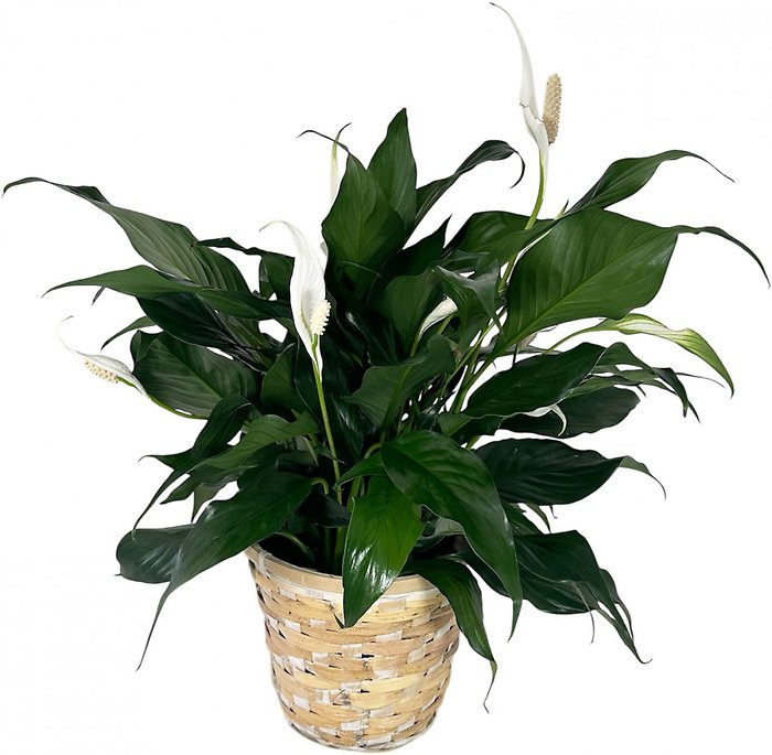 Peace Lily- Spathiphyllum