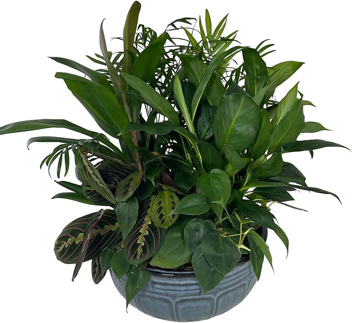 Dish Garden- Choose Size