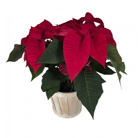 Poinsettia