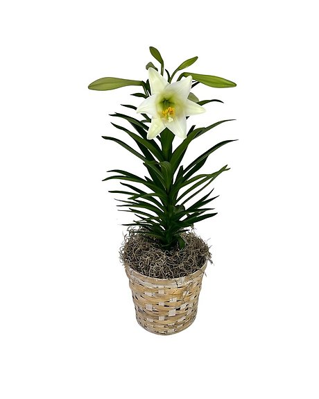 Easter Lily