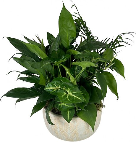 Dish Garden- Choose Size