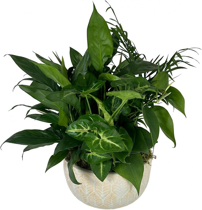 Dish Garden- Choose Size