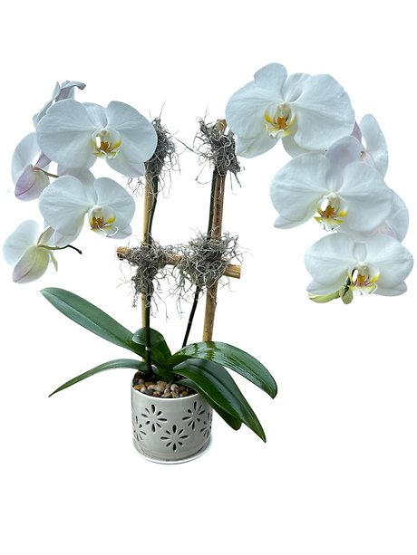 Classic Orchid Pair