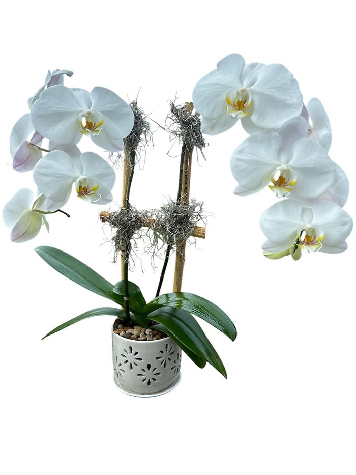 Classic Orchid Pair