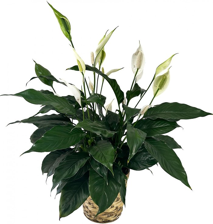 Peace Lily- Spathiphyllum