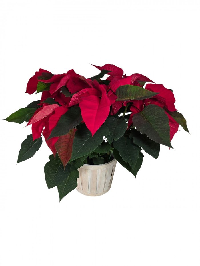 Poinsettia