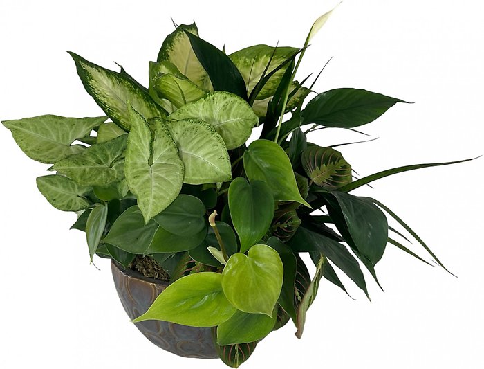 Dish Garden- Choose Size